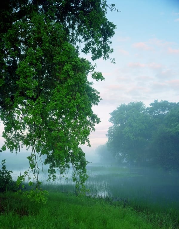 Karen Halverson, Valley Oak, Cosumnes River Preserve, California, 2000
