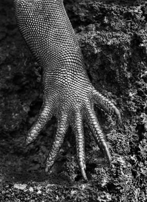 Sebastião Salgado, Marine iguana (Amblyrhynchus cristatus). Galápagos. Ecuador, 2004