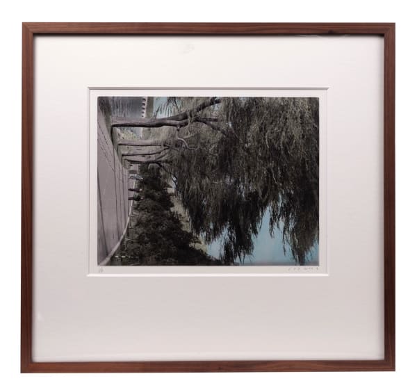 Cai Dongdong, Weeping Willow, 2022