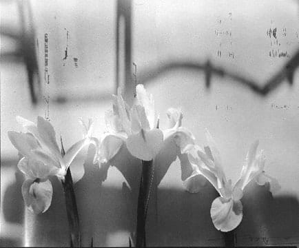 Olivia Parker, Interrupted Information (8510)