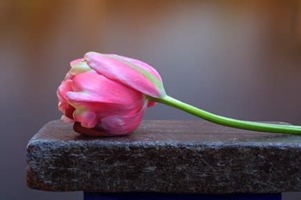 Olivia Parker, Tulip (200114), 2001