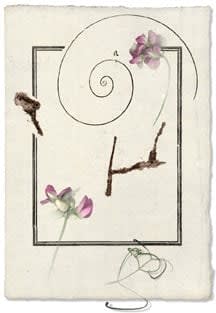 Olivia Parker, Sweet Peas A.D. II (9805), 1999