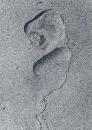 Aaron Siskind, Seaweed 8, 1947