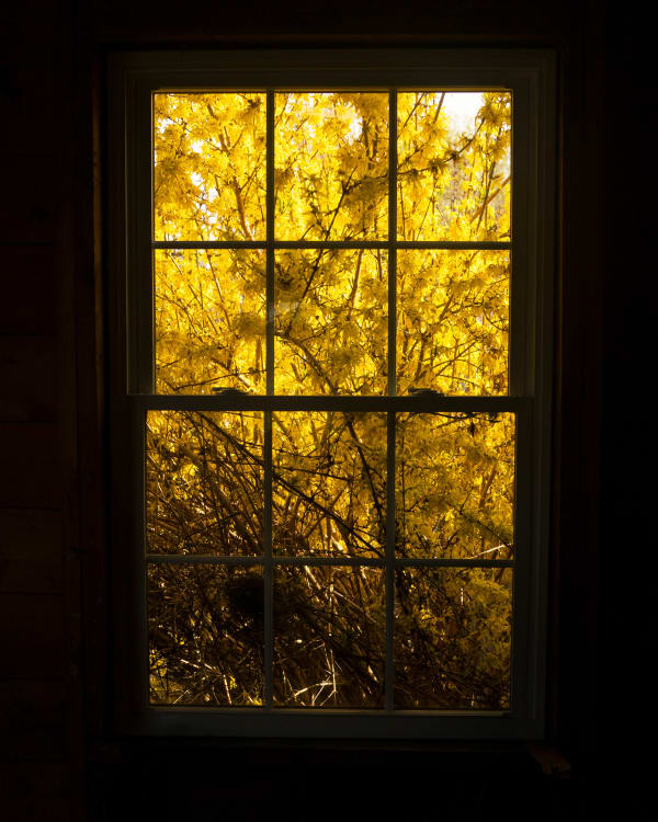 Cig Harvey, Forsythia (At The Window), 2019