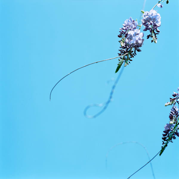 Sally Gall, Blossom #16, 2005
