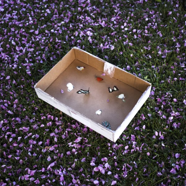 Cig Harvey, Seven Butterfly Specimens, 2015