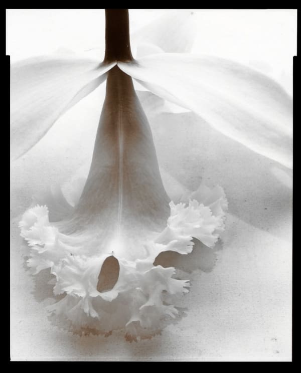 Olivia Parker, Orchid (79), 1977