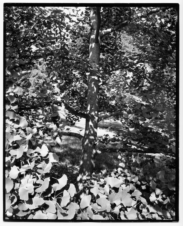Nicholas Nixon, Arnold Arboretum No. 5, 2021