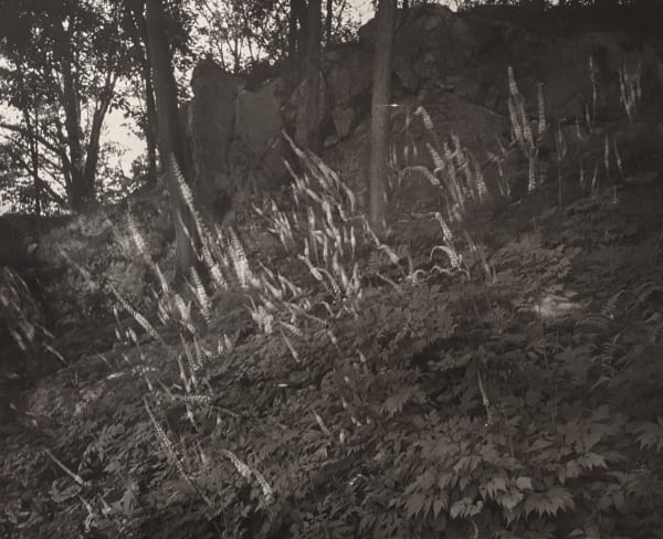John Yang, hillside Untitled (344-6) nnisfree Garden, Millbrook, New York, date unknown