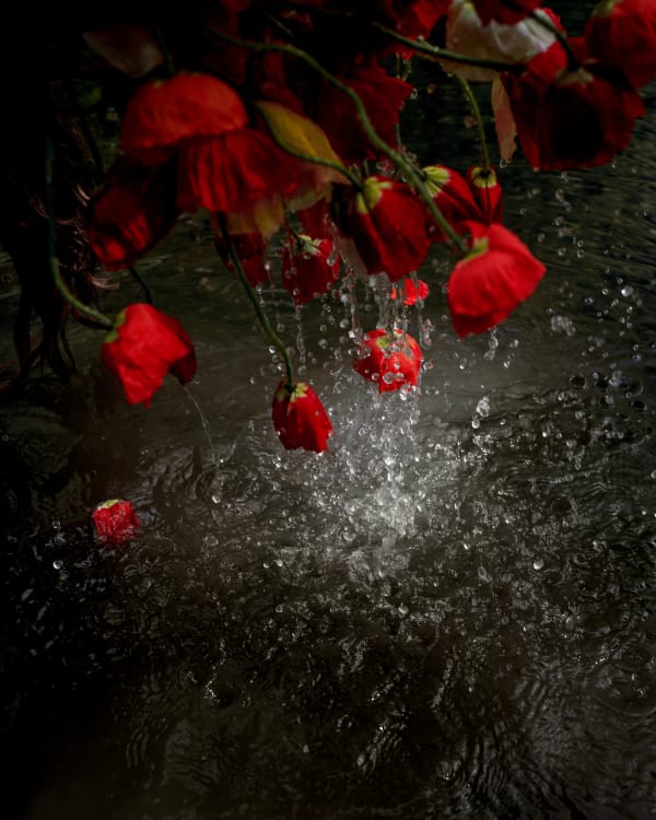 Cig Harvey, Poppies l Falling, 2020