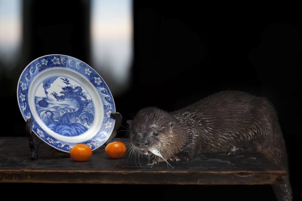 Olivia Parker, Sea Creatures, 2014