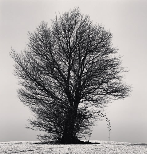 Michael Kenna, Creeping Vine, Busana, Emilia Romagna, Italy, 2006