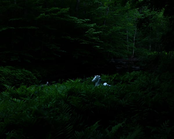 Cig Harvey, White Horse