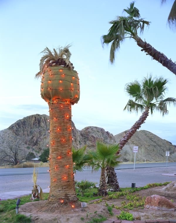 Karen Halverson, Palm near Death Valley, CA...Beatty, Nevada, 2000
