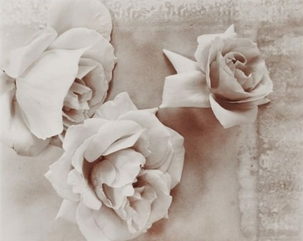 Olivia Parker, Roses (#8010), 1977