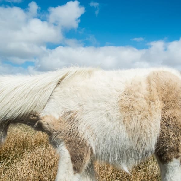 Cig Harvey, Dartmoor Pony and Sky, 2013