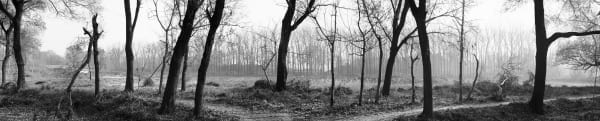Lois Conner, Remains of Spring Dawn at Su Embankment (Sudi chunxiao 苏堤春晓), Yuanming Yuan 圆明园, Beijing, 2000