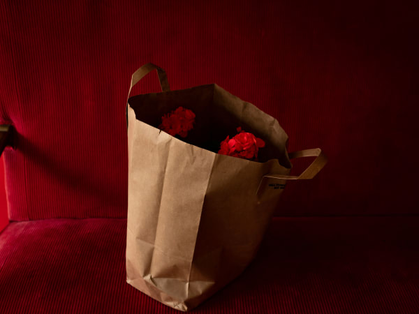 Cig Harvey, Geraniums, 2020