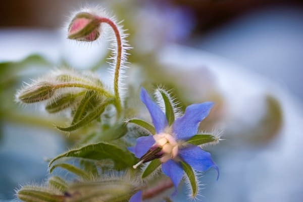 Olivia Parker, Blue Star, 2006