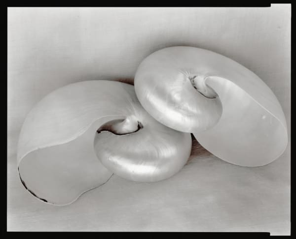 Olivia Parker, Two Nautiluses (8004) Printed 1984, 1980
