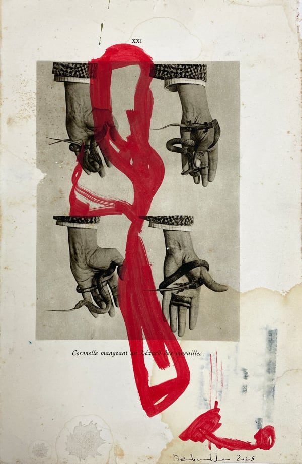 Amina Benbouchta, Coronelle Lisse (Smooth Snake), 2025
