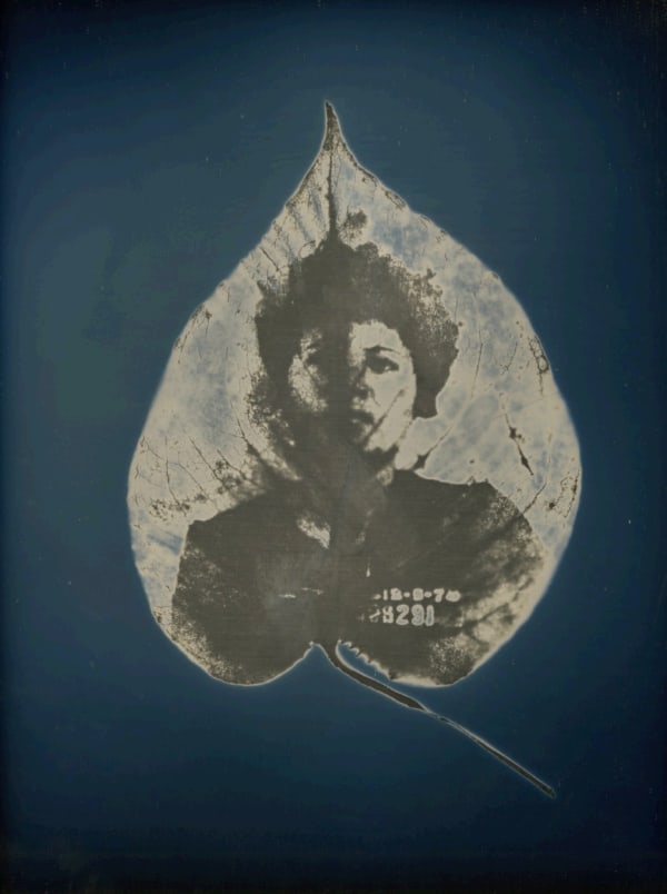 Binh Danh, Untitled #14, from the series, “Aura of Botanical Specimen”, 2017