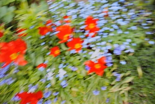 Rinko Kawauchi, Untitled, Red flowers [mm23]From the series "Murmuration", 2010