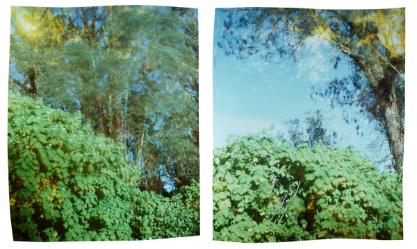 John Chiara, Stowe Lake at Strawberry Hill, 2023