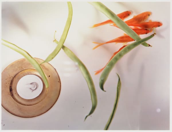 Jo Ann Callis, Goldfish and Stringbeans, 1980