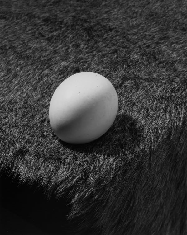 Jo Ann Callis, Egg on Fur, 1981-83 printed in 2025