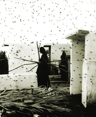 Graciela Iturbide, Cementerio, Juchitán, Oaxaca, 1988