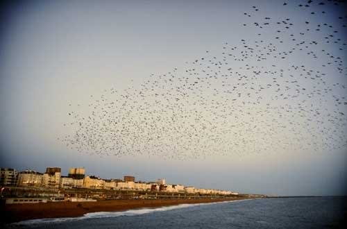 Rinko Kawauchi, Untitled, [Starlings over Brighton]From the series "Murmuration", 2010