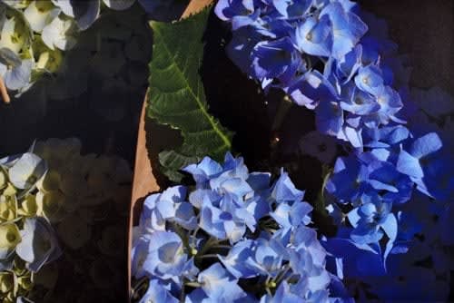 Rinko Kawauchi, Untitled, [blue hydrangea]From the series "Murmuration", 2010