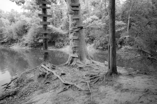 Caleb Stein, Three Trees The Watering Hole. Poughkeepsie, NY, 2020