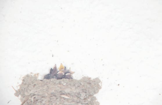 Rinko Kawauchi, Untitled, from the Series "Under the Same Sky",,, 2021