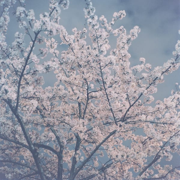Rinko Kawauchi, Untitled, (RE29) from the series The River Embraced , 2016