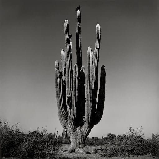Graciela Iturbide, Sahuaro, Desierto de Sonora, Mexico, 1979