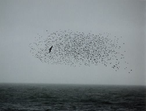 Rinko Kawauchi, Untitled, [Starlings over Brighton]From the series "Murmuration", 2010