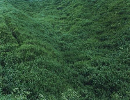 Rinko Kawauchi, Untitled, from the series Ametsuchi, 2013