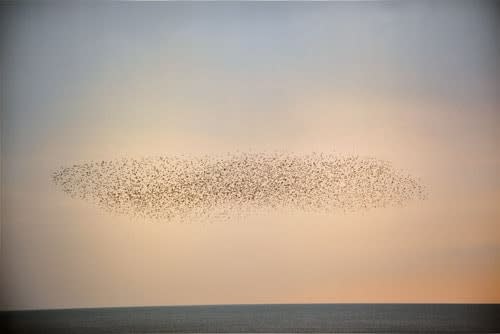 Rinko Kawauchi, Untitled, [Starlings over Brighton]From the series "Murmuration", 2010