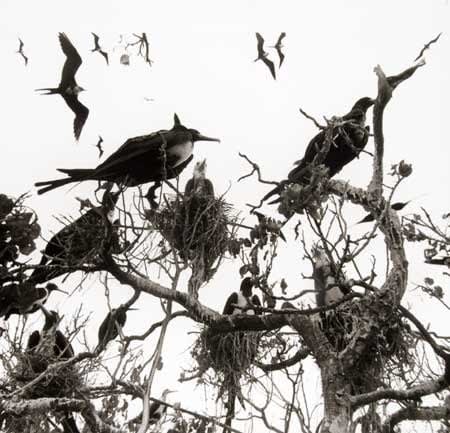 Graciela Iturbide, Pajaros, Nayarit, Mexico, from the series asor [pajaros nyarit], 1984