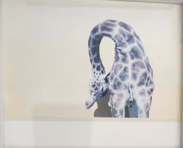 Rinko Kawauchi, Untitled [AILA65] [giraffe], 2004