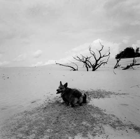 Graciela Iturbide, Untitled, from the series asor [dog in sand]
