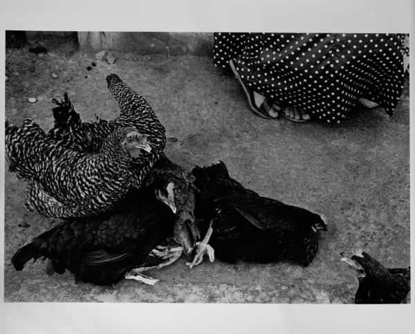 Graciela Iturbide, Comadres, Juchitán, Oaxaca, 1979