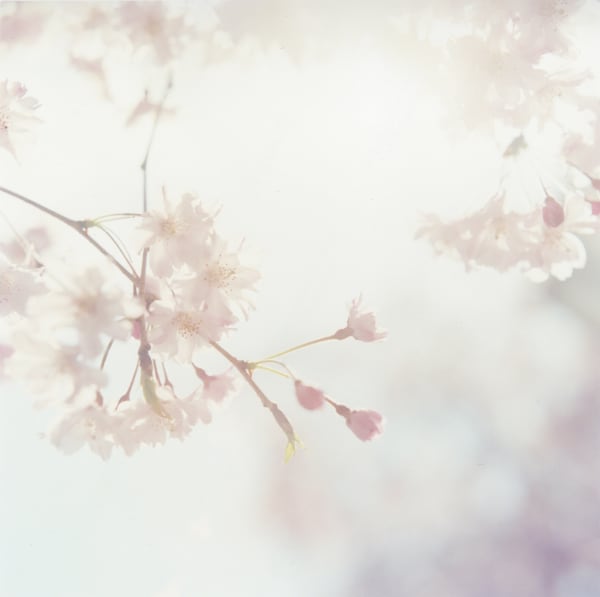 Rinko Kawauchi, Untitled, (II36) , 2011