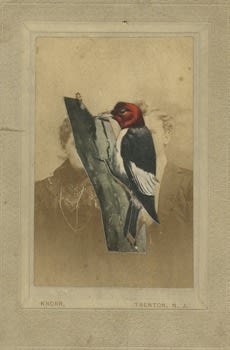 James Gallagher, Untitled, 2015