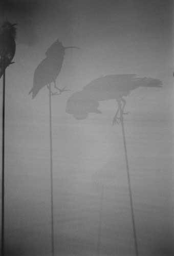 Graciela Iturbide, Pajaros Paris Museo [silhouetted birds]