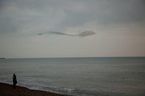 Rinko Kawauchi, Untitled, [Starlings over a beach]From the series "Murmuration", 2010