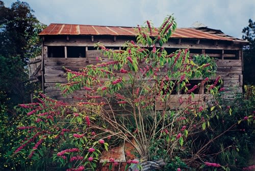 William Eggleston, Untitled, From Election Eve, 1976