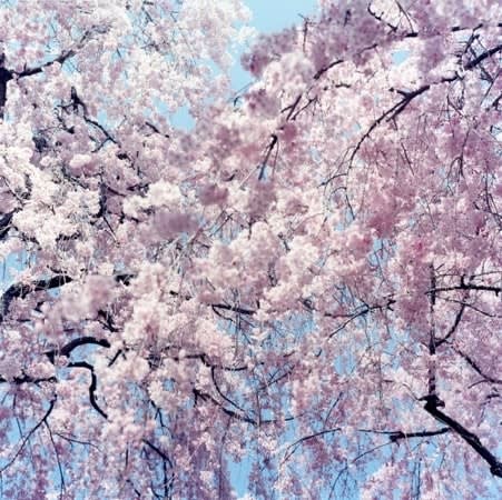 Rinko Kawauchi, Untitled, from the series 'Approaching Whiteness', 2011